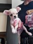 Продавам женско кученце на 3 месеца, снимка 1 - Чихуахуа - 44141213