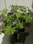 Индрише в саксия с цвят,цена 5 евро за брой, височина 15-20 см, био и екологично подходящо за лекарс, снимка 4