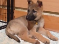 Немска овчарка женска , снимка 3
