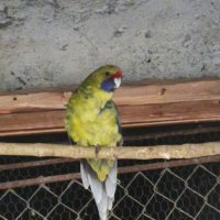 папагали малък Александър розела, снимка 4 - Папагали - 43545114