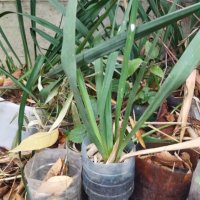 Вкоренени растения студоустойчива Юка на 1-3 год., снимка 5 - Градински цветя и растения - 38750889