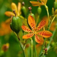 Домашна/китайска перуника (ирис, беламканда), леопардова лилия (Iris domestica (Belamcanda chinensis, снимка 3 - Градински цветя и растения - 36983552