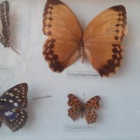  Пано с истински пеперуди в рамка 47х23 см, снимка 3 - Пана - 34871203