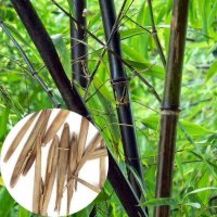 100 бр бамбукови семена от черен бамбук Black Bamboo растение декорация за двора и градината, снимка 7 - Стайни растения - 28091310
