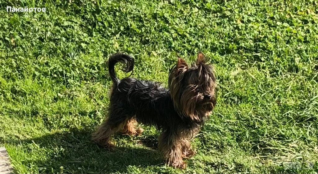 Йоркширски териер, снимка 1