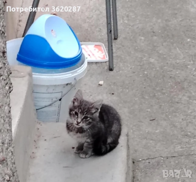 Търсят дом , снимка 1