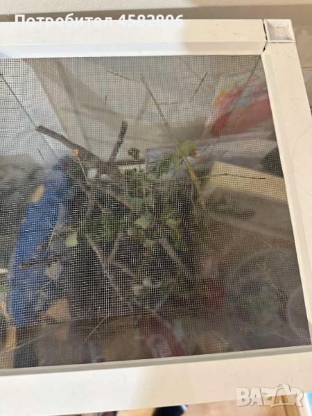 Терариум с Анамска Пръчица , снимка 1