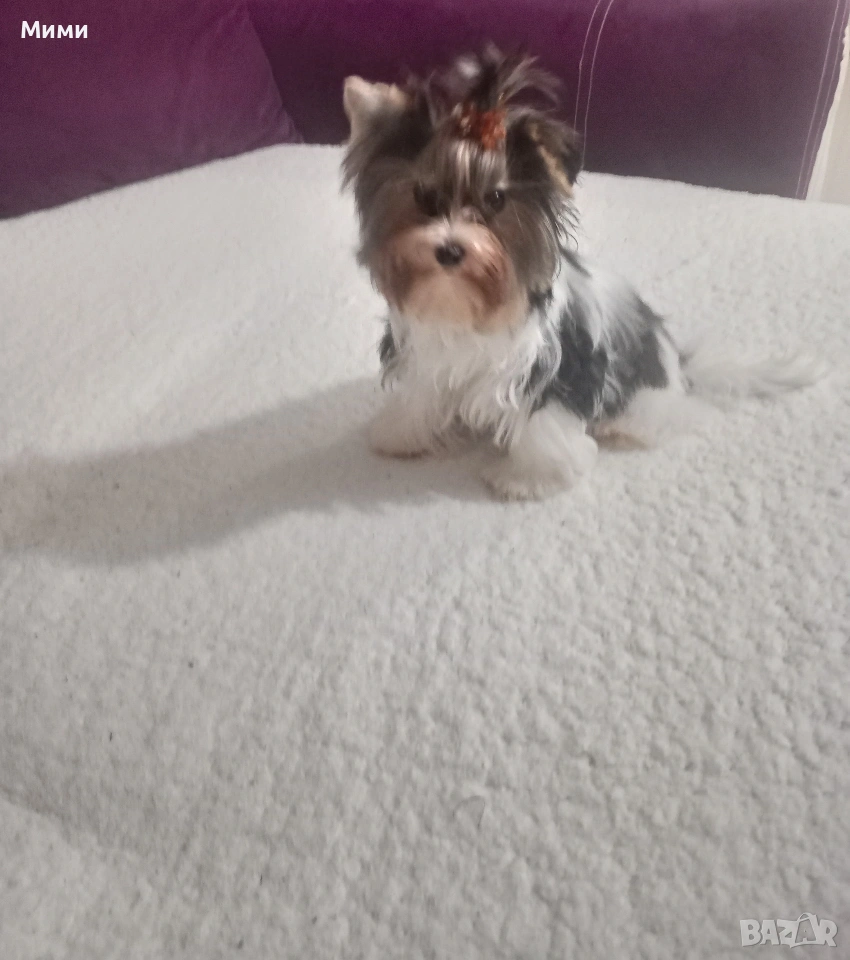 Бивър йоркширски териер , снимка 1