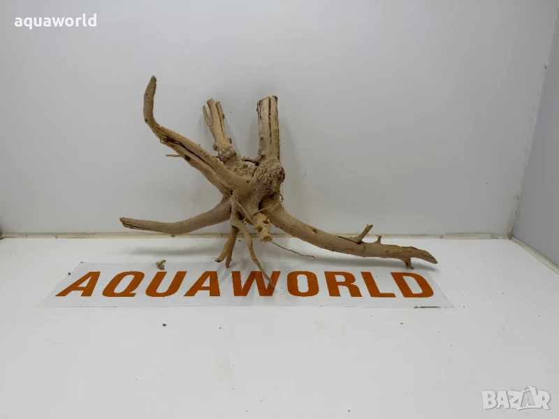 Корен Азалия 23, снимка 1