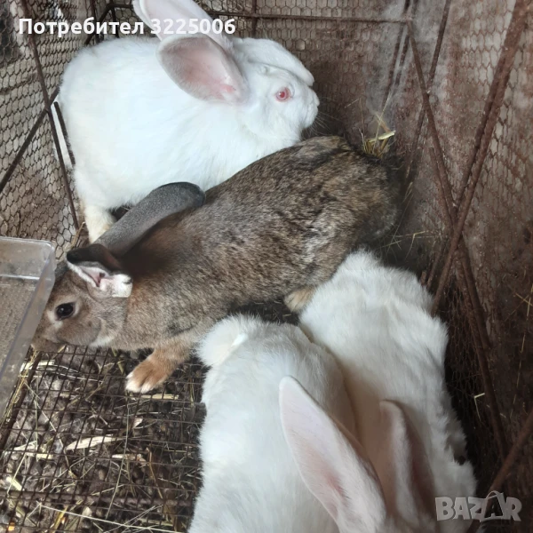 Женски зайци, снимка 1