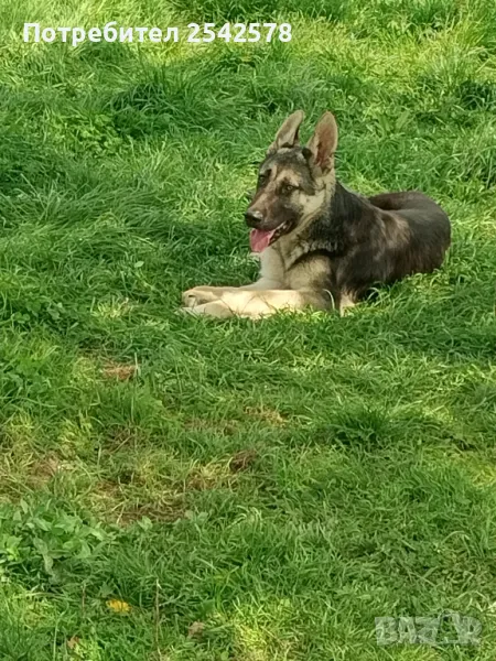 Източноевропейска овчарка , снимка 1