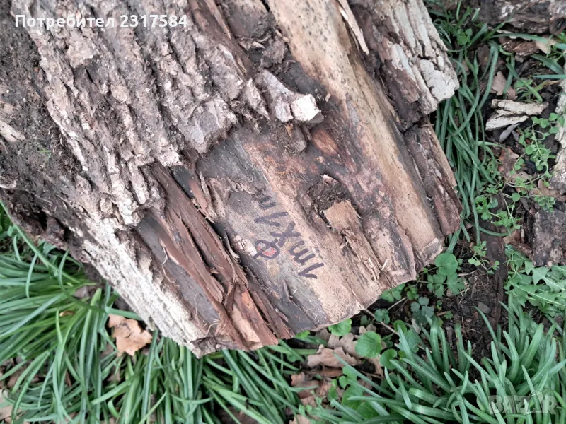 Продавам трупи и дънери от орех., снимка 1