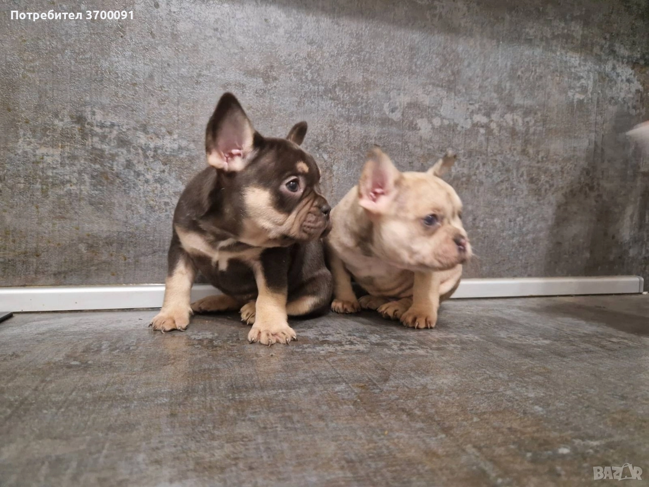 френски булдог/ булдочета, снимка 1