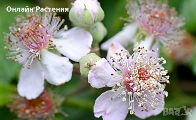 Розово цъфтяща сладка къпина (Лох мери), снимка 1