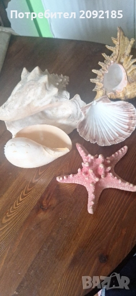 Миди,корали, снимка 1