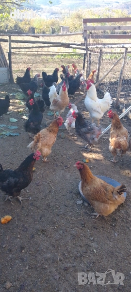 Продавам домашни кокошки за месо 2,5-3кг, снимка 1