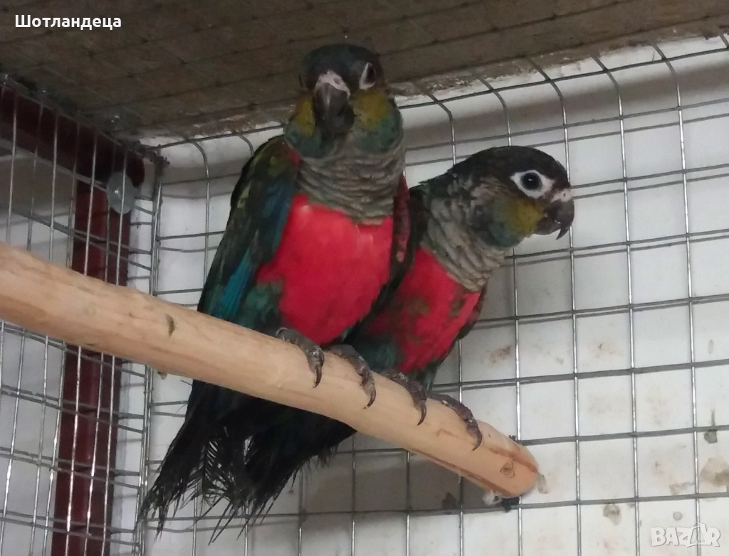 Папагали-пирура перлата, снимка 1