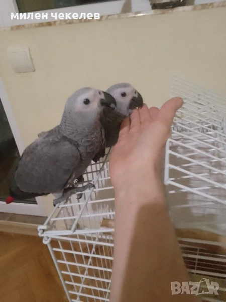 Жако Конго-бебе, снимка 1