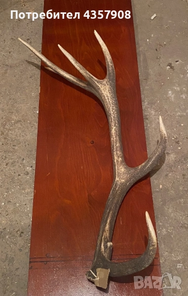 Рога на благороден Елен , снимка 1