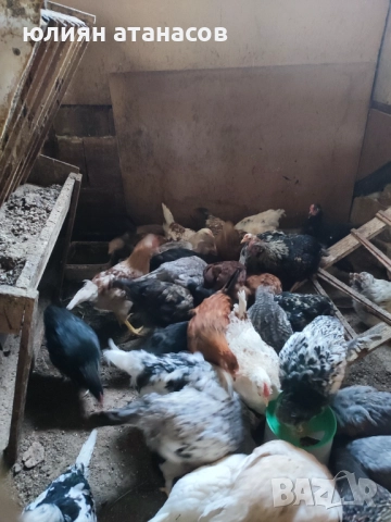 Продавам пилета, снимка 2 - Кокошки и пуйки - 51596810