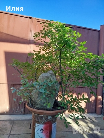 Бонсай заготовка тип гора от Бряст , снимка 11 - Градински цветя и растения - 51471172