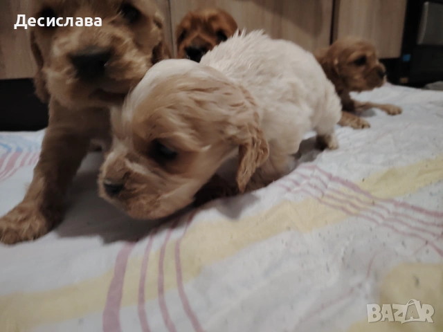 Кокер шпаньол , снимка 4 - Кокер шпаньол - 53119091