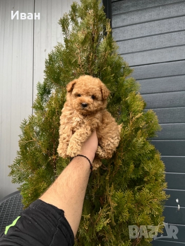 Той пудел /toy poodle, снимка 3 - Пудели - 52700329