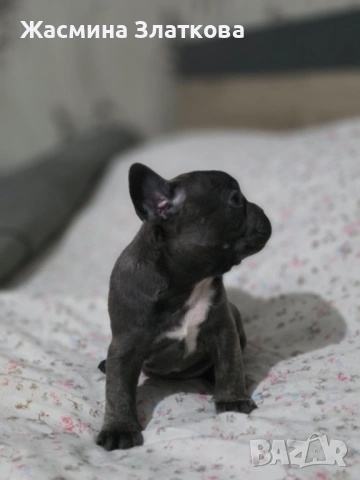 Френски булдочета, снимка 3 - Френски булдог - 53506866