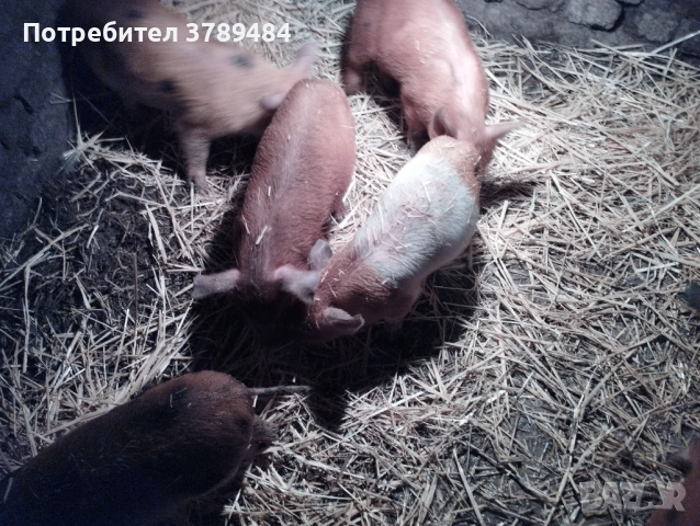 Продавам малки прасенца Дюрок, снимка 2 - Прасета - 52589509