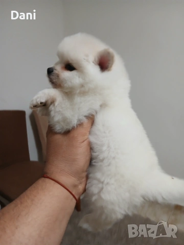 Mini Pomeran , снимка 4 - Померан - 53417593