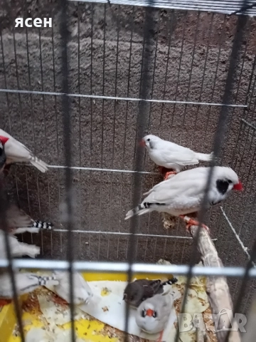 Продавам зеброви амадини джъмбо , снимка 4 - Амадини - 52339112