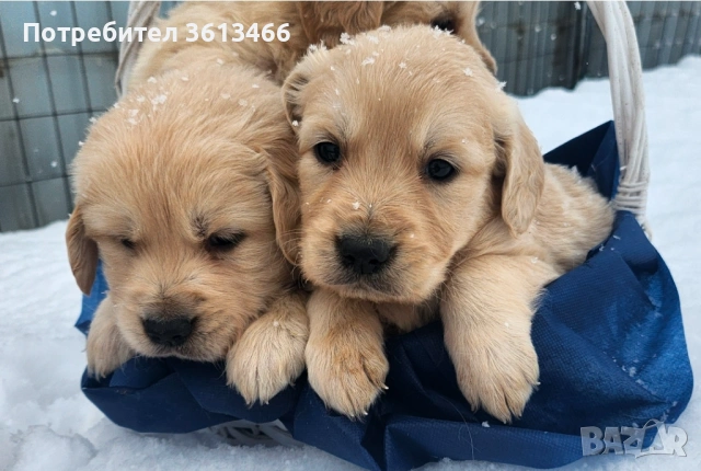 Чистокръвни Голдън ретривър мъжки и женски мъжки и женски, снимка 4 - Голдън ретривър - 53374947