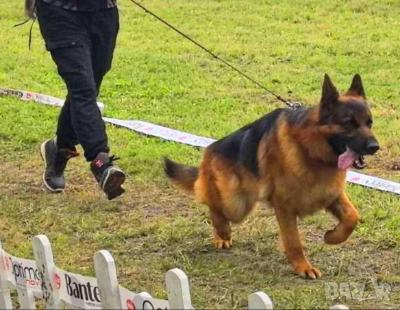 Мъжка немска овчарка с родословие за разплод, снимка 16 - Немска овчарка - 46032827