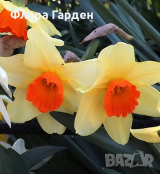 Луковици НАРЦИС, снимка 18 - Сортови семена и луковици - 46827345