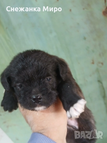 френски булдог, снимка 4 - Френски булдог - 52639016