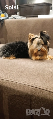 мини йорки , снимка 4 - Йоркширски териер - 52829227