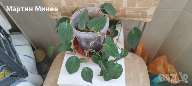 Филодендрон (Philodendron) / Сингониум (Syngonium), снимка 3 - Стайни растения - 47059632