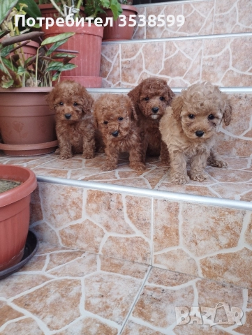 Той Пуделчета 