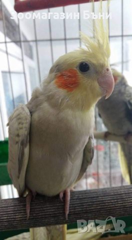 Корели, снимка 2 - Папагали - 37235076