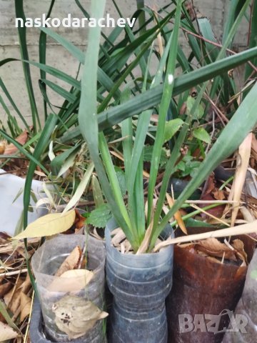 Вкоренени растения студоустойчива Юка на 1-3 год., снимка 5 - Градински цветя и растения - 38750889