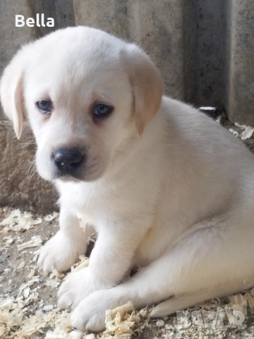 Лабрадор ретривър , снимка 2 - Лабрадор ретривър - 52592903