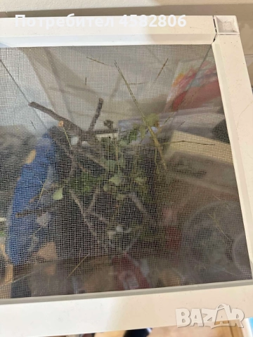 Терариум с Анамска Пръчица 