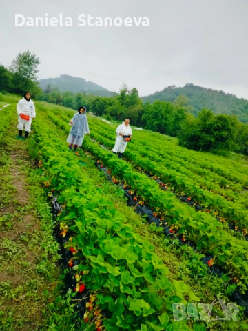 РАЗСАД ЯГОДИ , снимка 3 - Разсади - 53384500