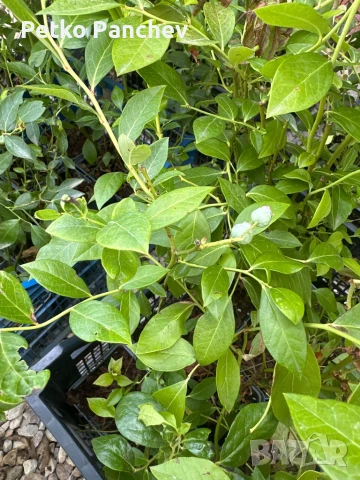 Боровинка North Blue , снимка 2 - Градински цветя и растения - 50638540