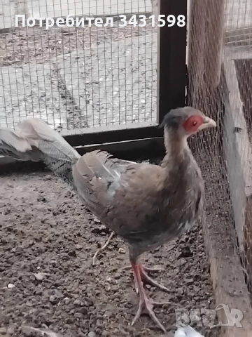 сребърни фазани