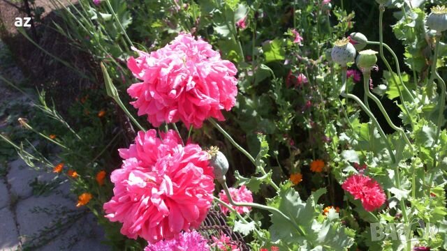 Градински мак, снимка 3 - Сортови семена и луковици - 26210382