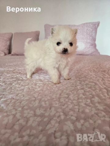 померан момче, снимка 4 - Померан - 53168356