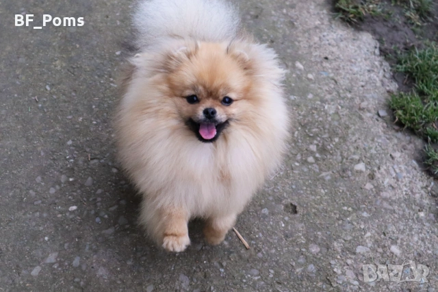 Миниатюрно момиченце померан с родословие FCI, снимка 6 - Померан - 50219721