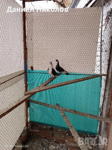 продавам гълъби румънски галацини , снимка 5 - Гълъби - 52857780