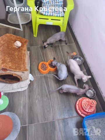 Канадски Сфинкс , снимка 3 - Сфинксове - 52597578